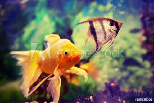 Picture of Colorful fishes in aquarium